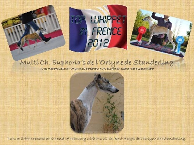 de l'orlyne de Standerling - Top whippet  2012