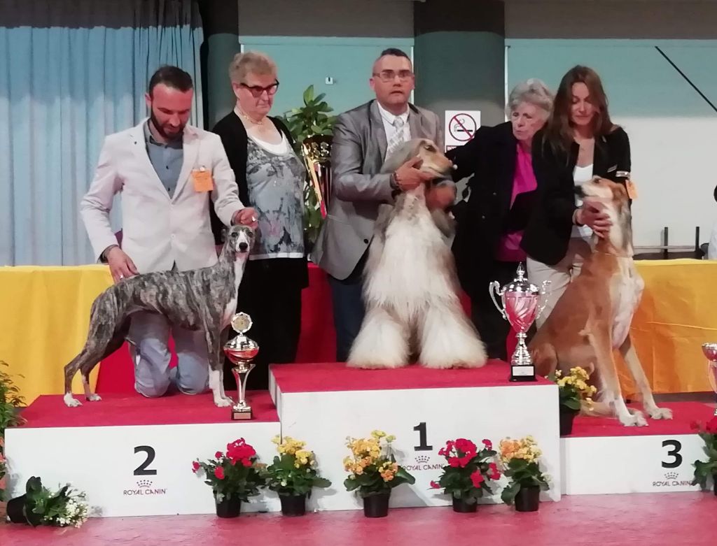 de l'orlyne de Standerling - International dog show Martigues 2019 