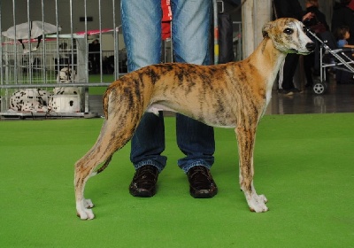 de l'orlyne de Standerling - International dog show Bordeaux 2012