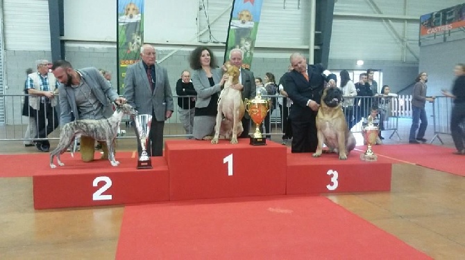 de l'orlyne de Standerling - Spéciale Whippet Castres 2016