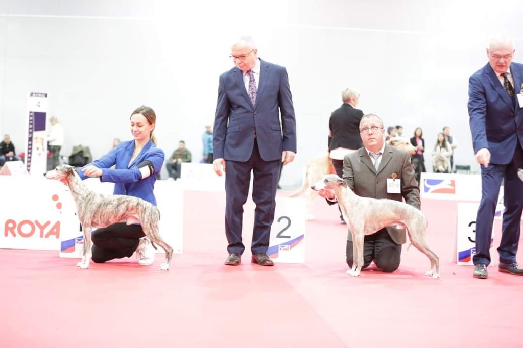 de l'orlyne de Standerling - European dog show Paris 2022 