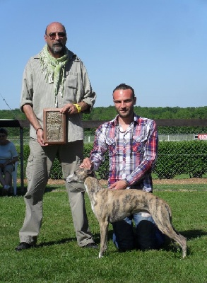 de l'orlyne de Standerling - Spéciale lévriers Versoix 2010