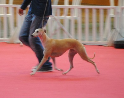 de l'orlyne de Standerling - International dog show  Nice  2012