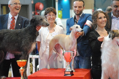 de l'orlyne de Standerling - International dog show Lyon 2012