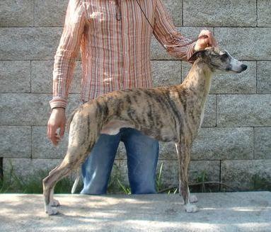 de l'orlyne de Standerling - International Dog show Ajaccio 2010