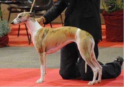 de l'orlyne de Standerling - National dog show Avignon 2010