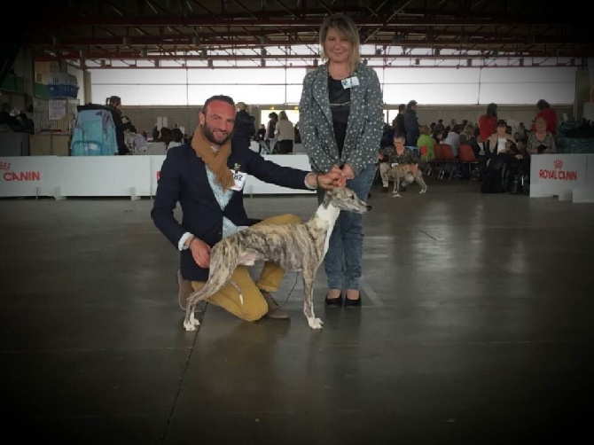 de l'orlyne de Standerling - Alès National dog show 