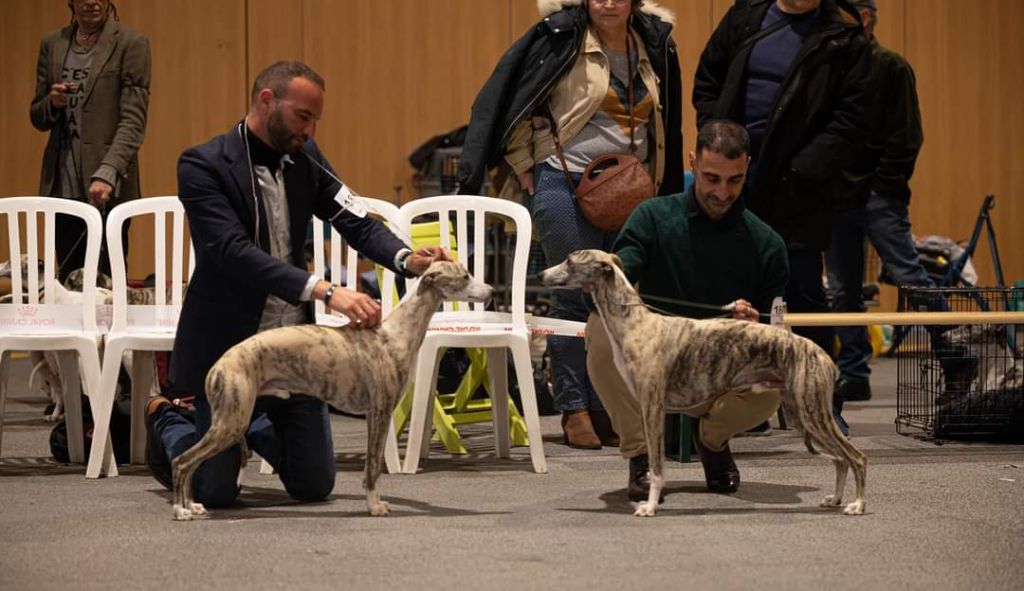 de l'orlyne de Standerling - International dog show Lyon 2023