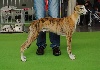  - International dog show Bordeaux 2012