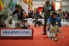  - international dog show Marseille 2012 ( spéciale whippet)