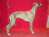  - Speciale whippet Martigues 2008