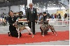  - International dog show  Marseille  2010