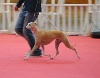  - International dog show  Nice  2012