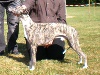  - swiss sighthound 2009 