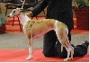  - National dog show Avignon 2010