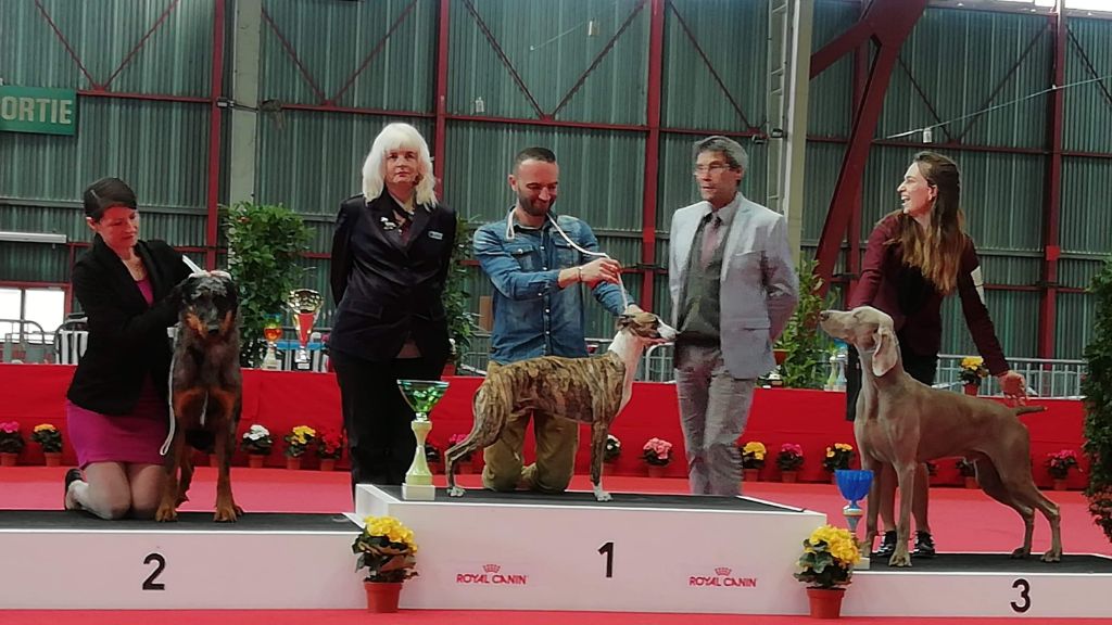 de l'orlyne de Standerling - International dog show 