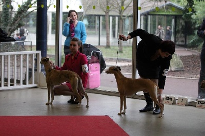 de l'orlyne de Standerling - Paris dog show 2013