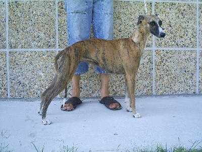 de l'orlyne de Standerling - Azzura Championne de Bosnie ...