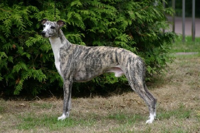 de l'orlyne de Standerling - International dog show  Ludwigshafen (Allemagne) 2010