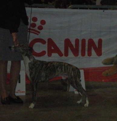 de l'orlyne de Standerling - Martigues 2009