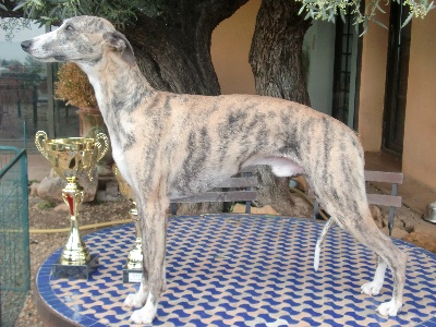 de l'orlyne de Standerling - International dog show Macedoine 2010