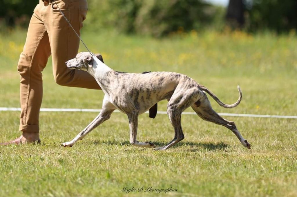 CH. Shinning star de l'orlyne de Standerling