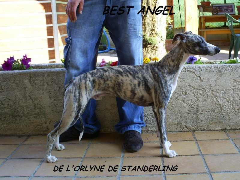 CH. Best angel de l'orlyne de Standerling