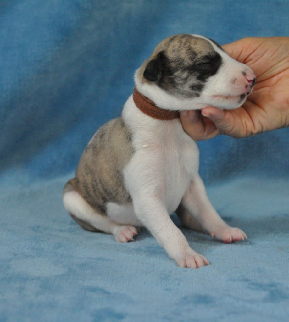 de l'orlyne de Standerling - Chiot disponible  - Whippet