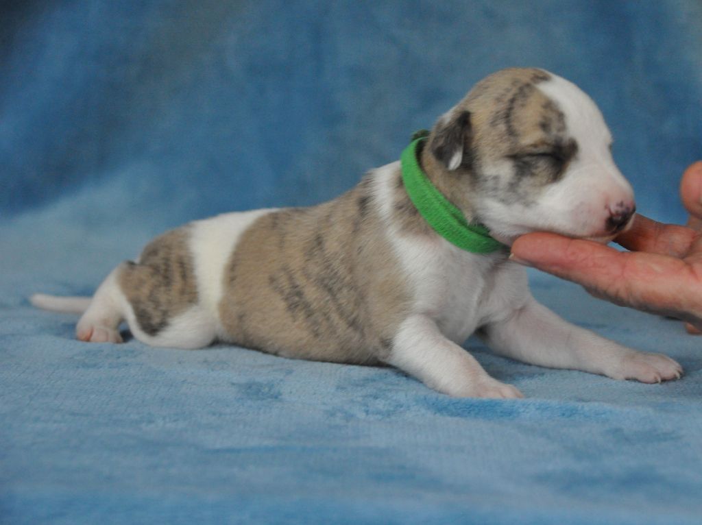 de l'orlyne de Standerling - Chiot disponible  - Whippet