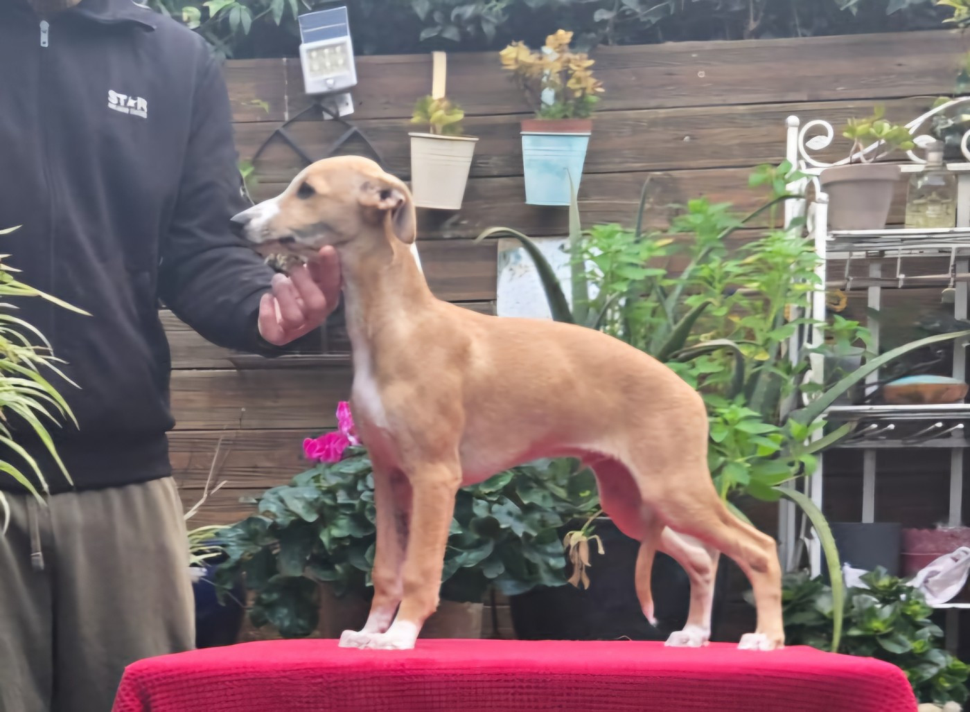 Revenge's Archiduc François