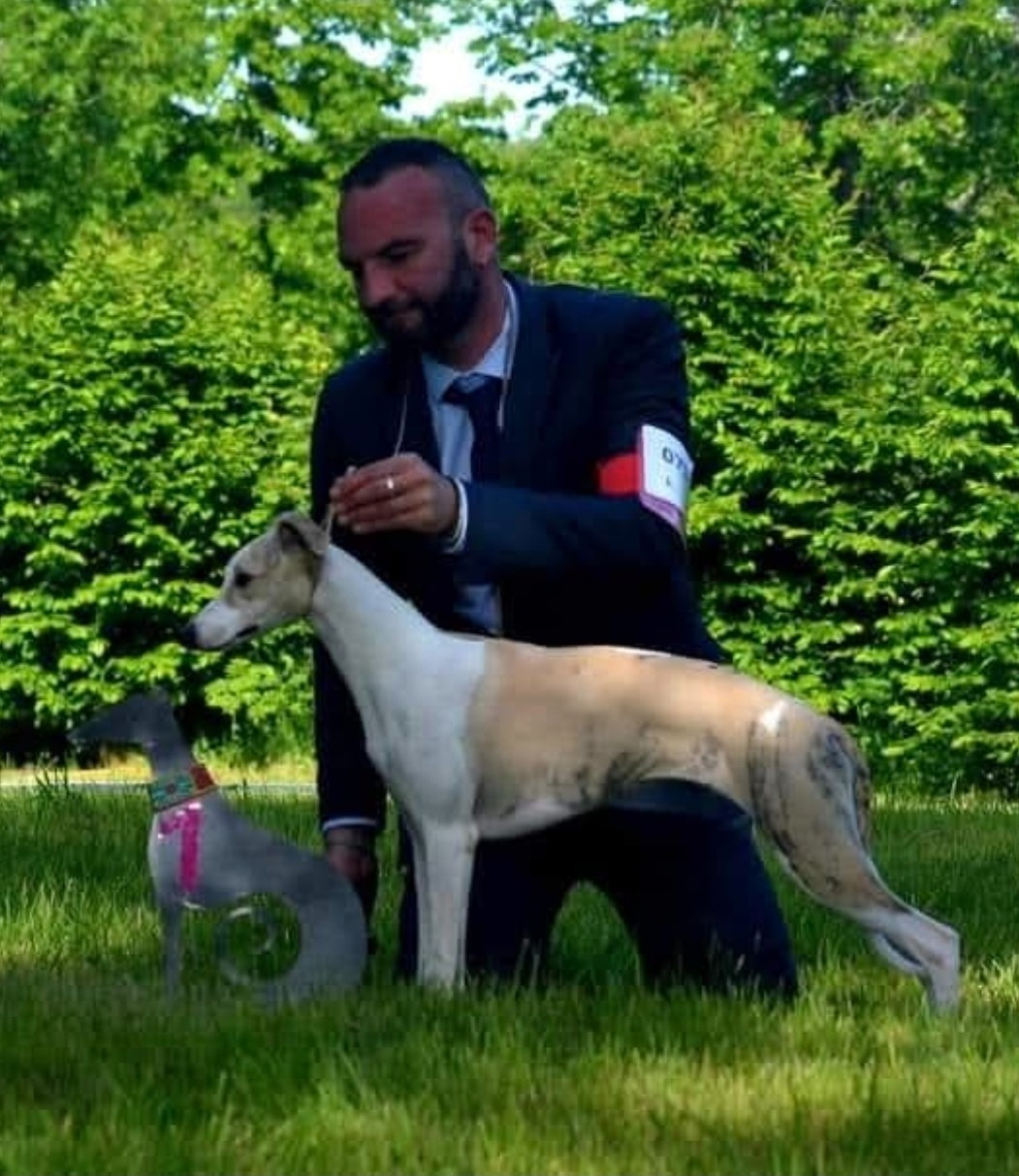 CH. Secret Legend's Upon A Revenge