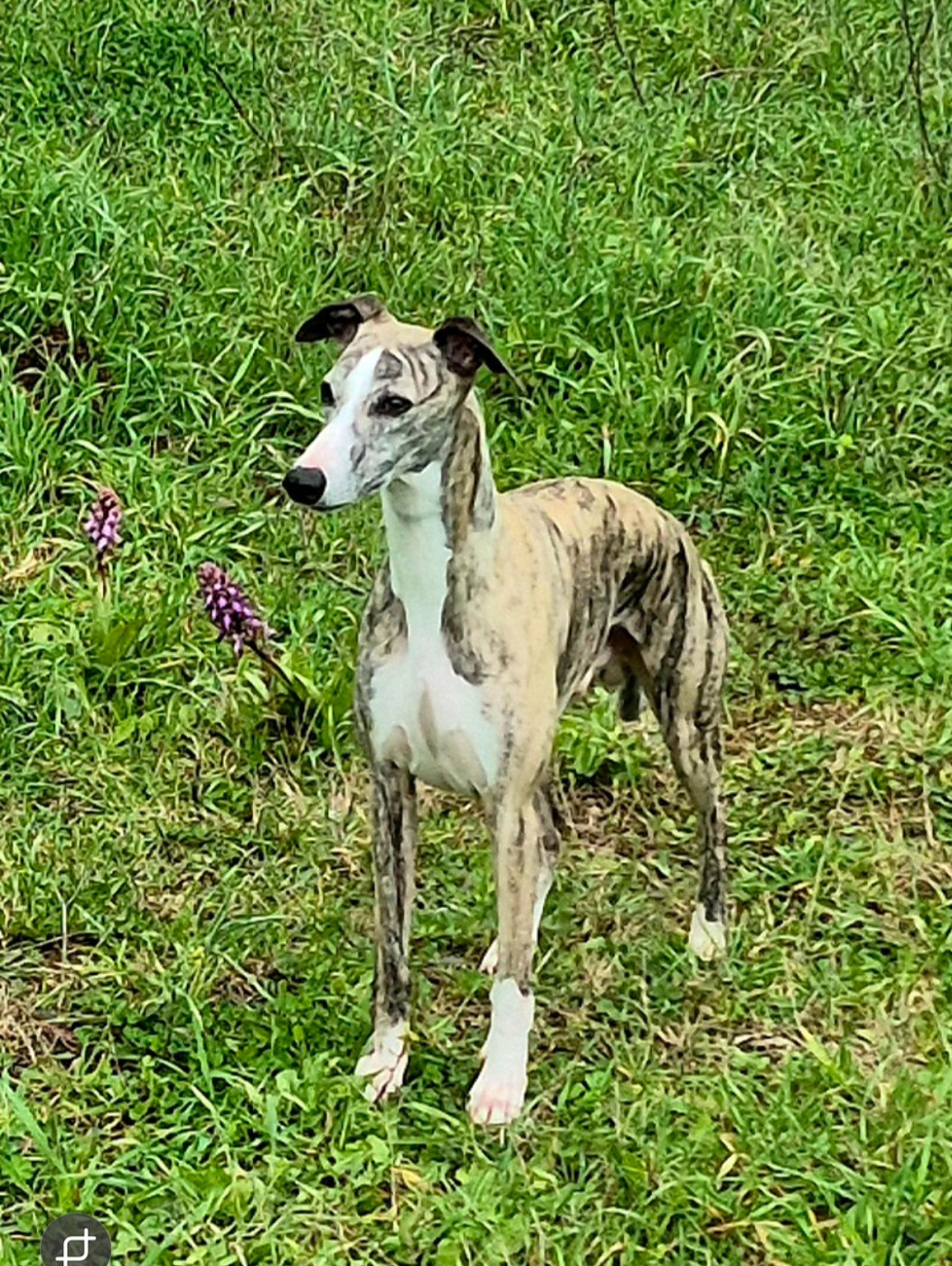 Meilleur chien de travail du 10 ème groupe en exposition 2025