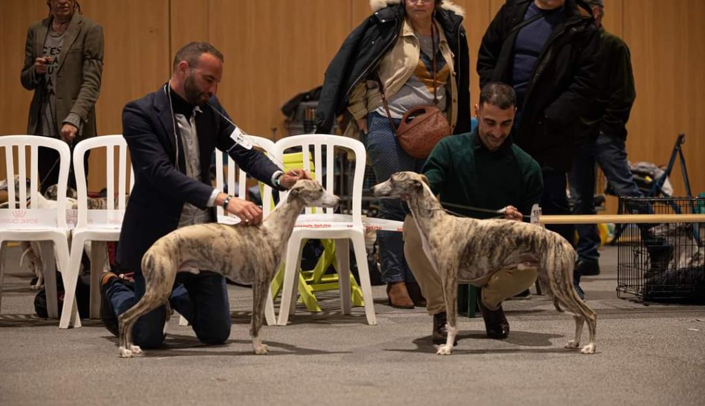 International dog show Lyon 2023