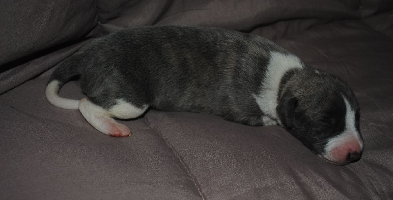 de l'orlyne de Standerling - Whippet - Portée née le 25/01/2012