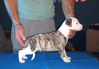 CHIOT